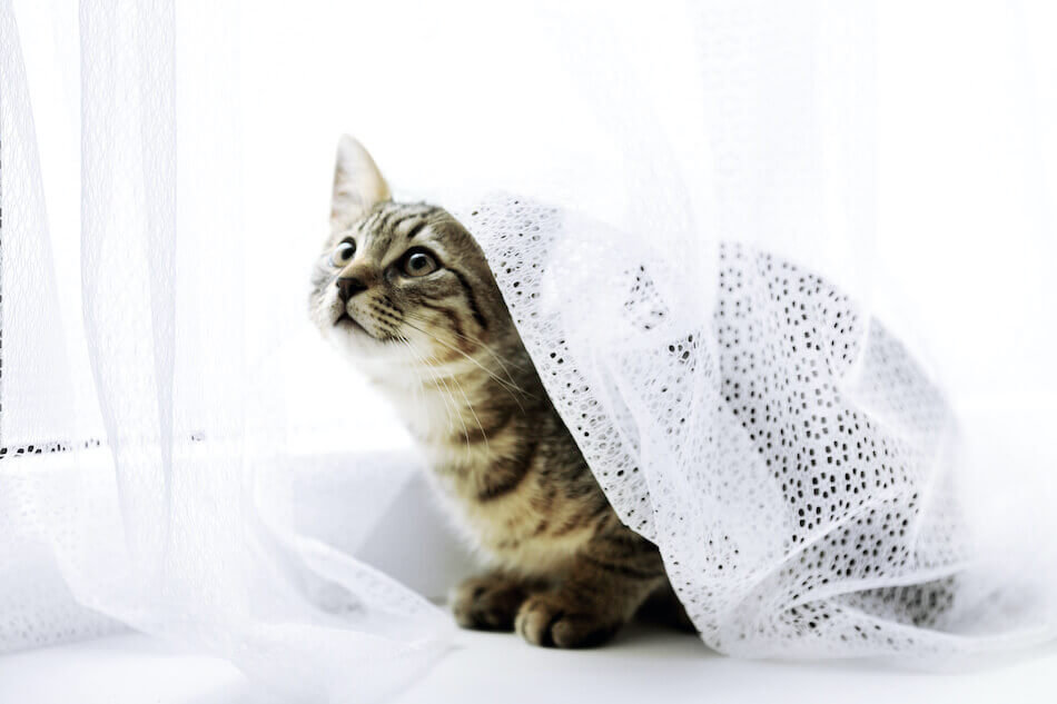 How to Choose Window Treatments for Homes Wiht Cats