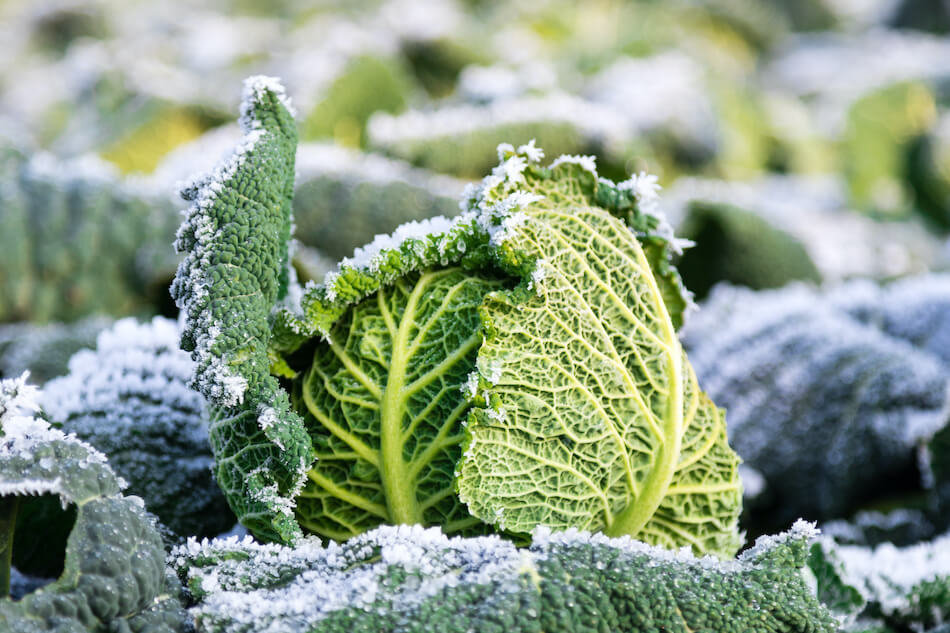 What Are Cold-Hardy Vegetables?