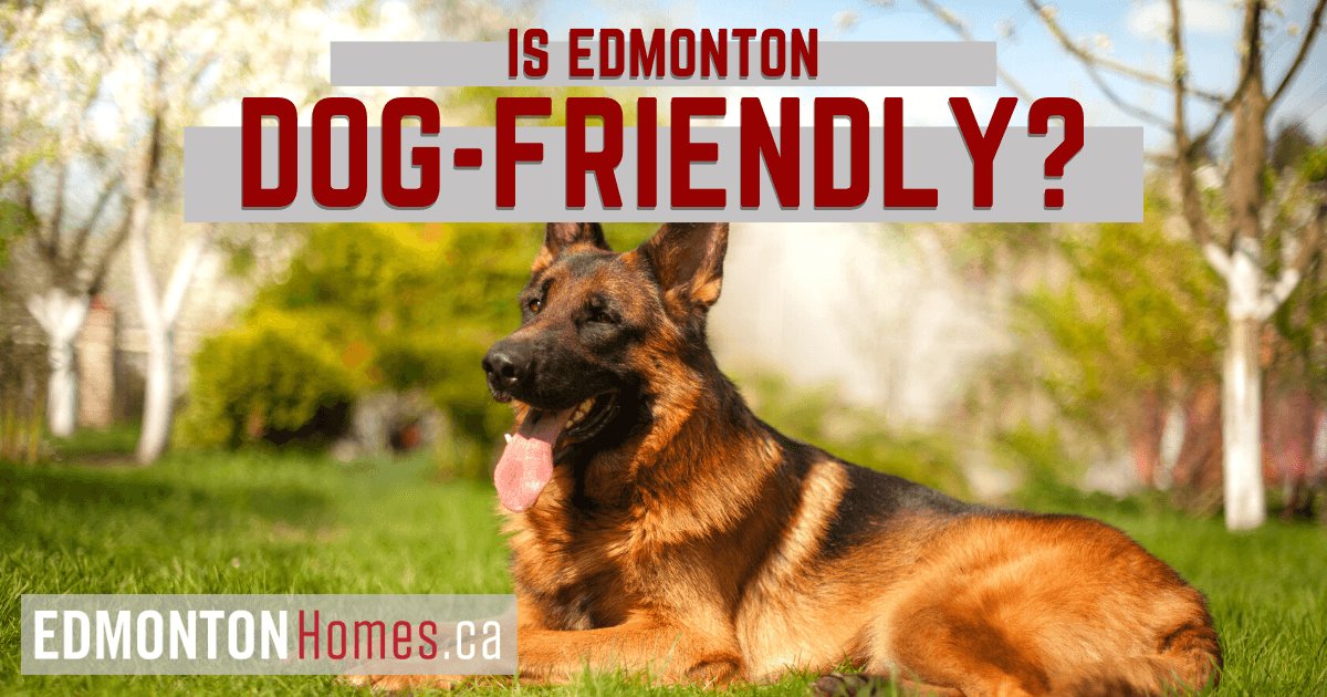 Things to Do With Dogs in Edmonton, AB
