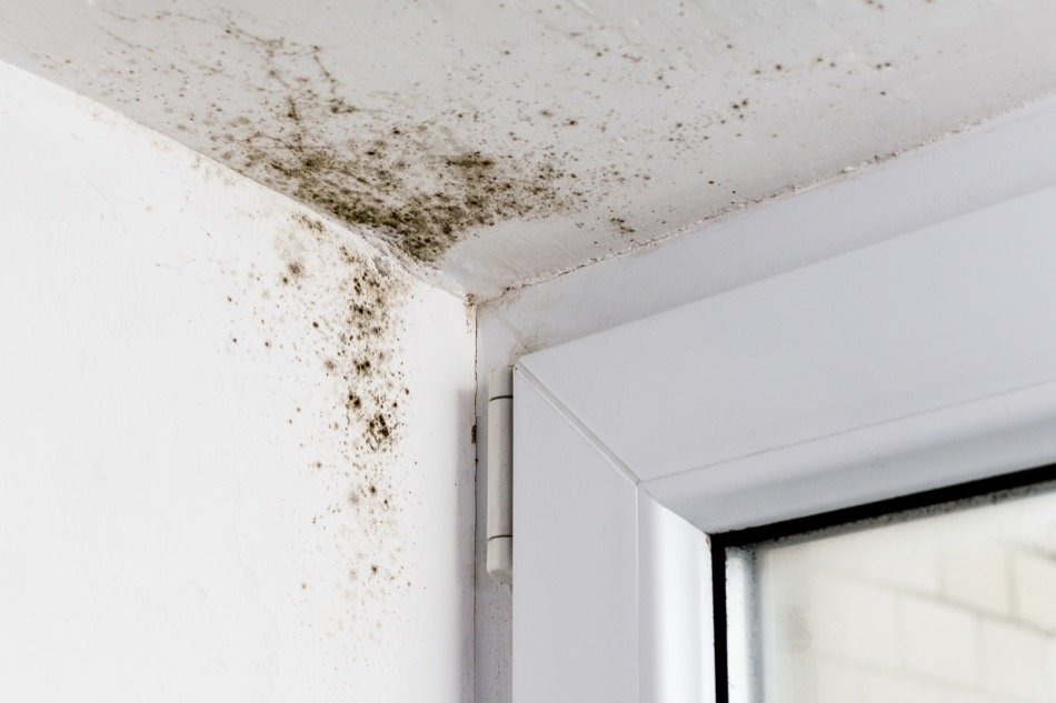 Avoid Health Issues with Mould Home Remediation